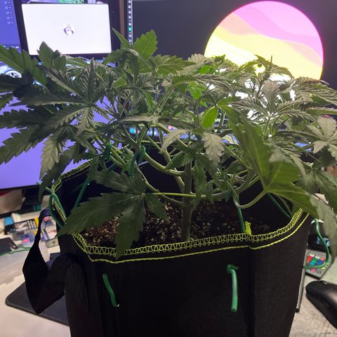 Northern light Auto growlog timeline photo