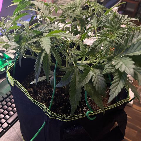 Northern light Auto growlog timeline photo