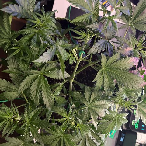 Northern light Auto growlog timeline photo