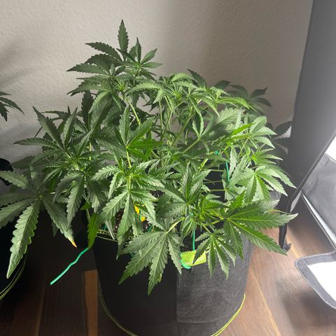 Jabucica growlog timeline photo