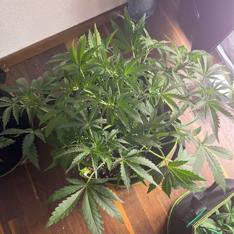 Jabucica growlog timeline photo