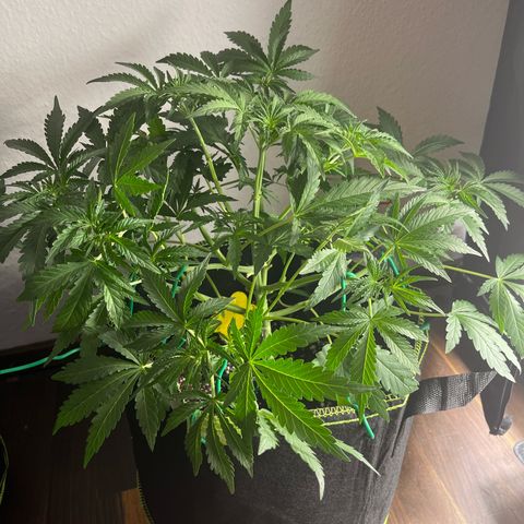 Jabucica growlog timeline photo