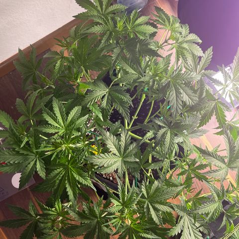 Northern light Auto growlog timeline photo