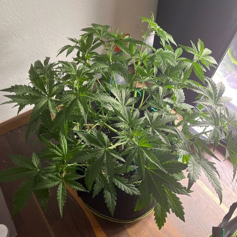 Northern light Auto growlog timeline photo