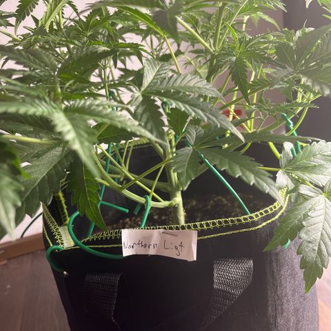 Northern light Auto growlog timeline photo