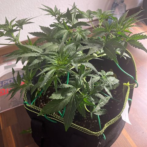 Amnesia growlog timeline photo