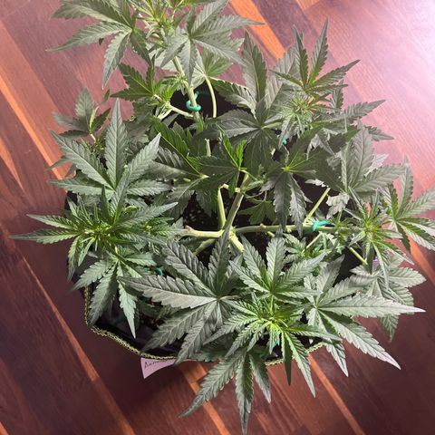 Amnesia growlog timeline photo
