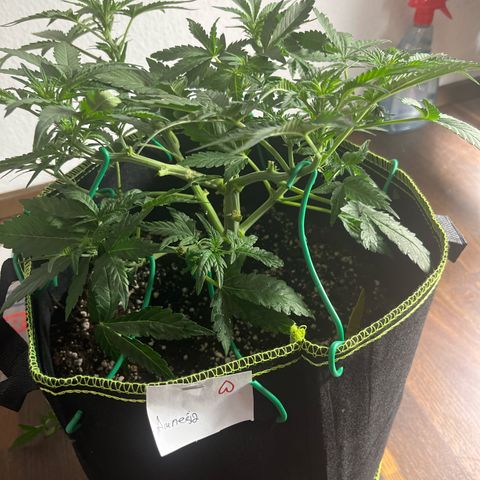 Amnesia growlog timeline photo