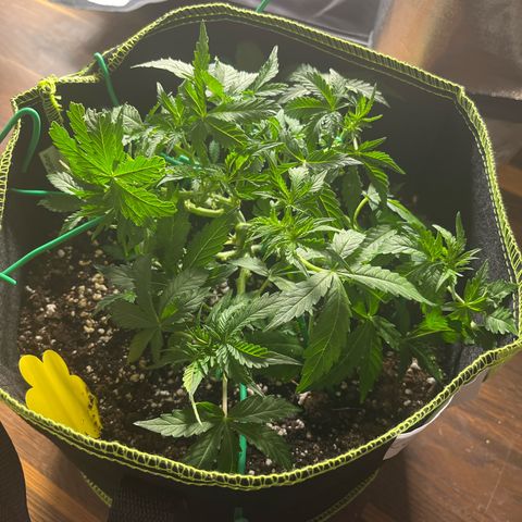 Crokscrew tyson 2.0 growlog timeline photo