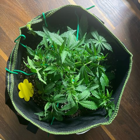 Crokscrew tyson 2.0 growlog timeline photo