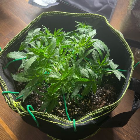 Crokscrew tyson 2.0 growlog timeline photo