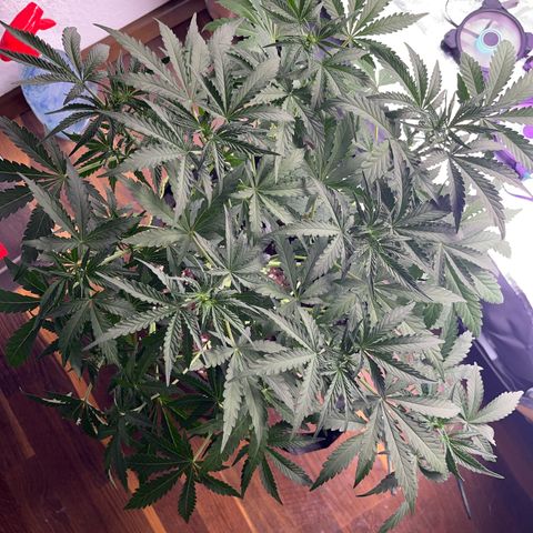 Jabucica growlog timeline photo