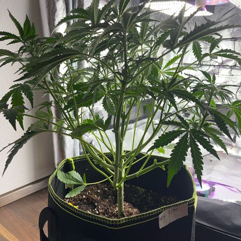 Jabucica growlog timeline photo