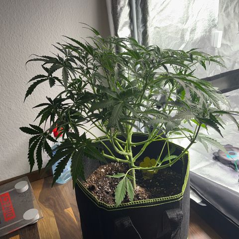 Jabucica growlog timeline photo