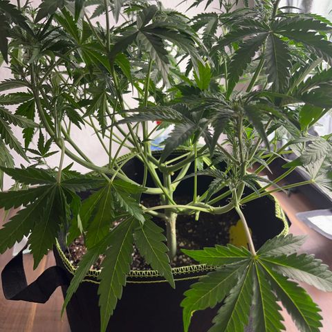 Northern light Auto growlog timeline photo