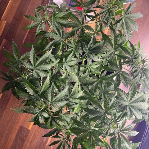 Northern light Auto growlog timeline photo