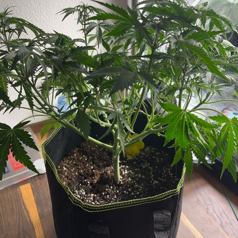 Northern light Auto growlog timeline photo