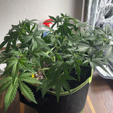 Amnesia growlog timeline photo