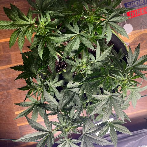Amnesia growlog timeline photo