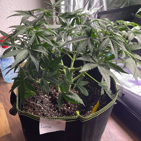 Amnesia growlog timeline photo