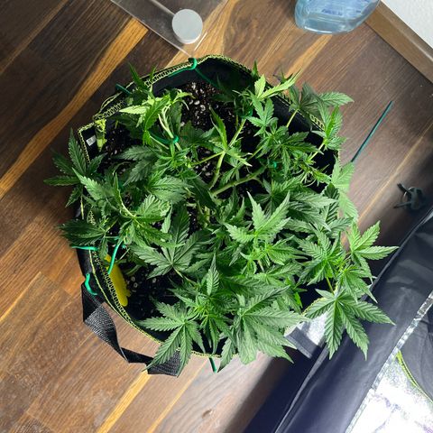 Crokscrew tyson 2.0 growlog timeline photo
