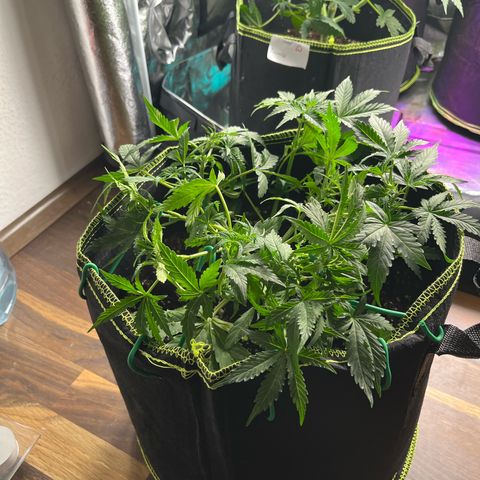 Crokscrew tyson 2.0 growlog timeline photo