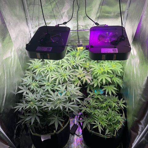 Amnesia growlog timeline photo