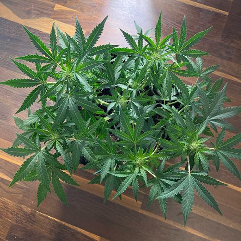 Amnesia growlog timeline photo