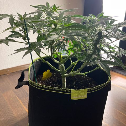 Amnesia growlog timeline photo