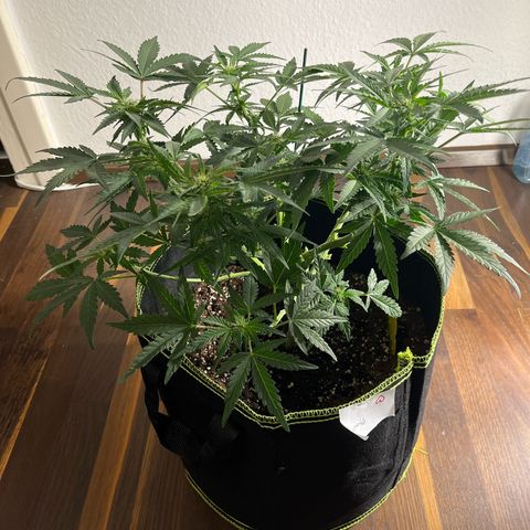 Amnesia growlog timeline photo