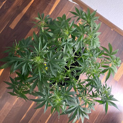 Northern light Auto growlog timeline photo