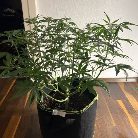 Northern light Auto growlog timeline photo