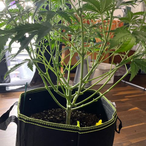 Northern light Auto growlog timeline photo