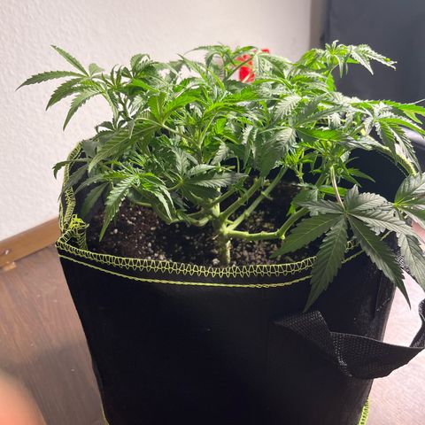 Crokscrew tyson 2.0 growlog timeline photo