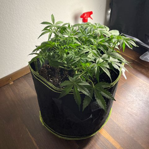 Crokscrew tyson 2.0 growlog timeline photo