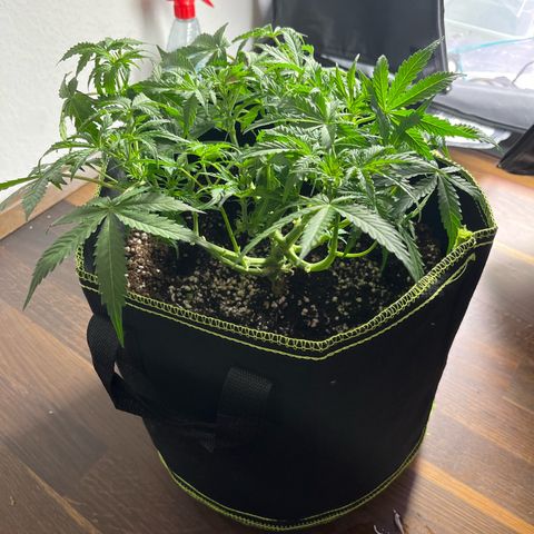 Crokscrew tyson 2.0 growlog timeline photo