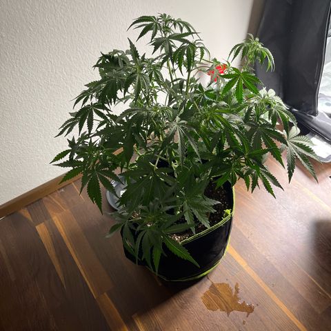 Jabucica growlog timeline photo