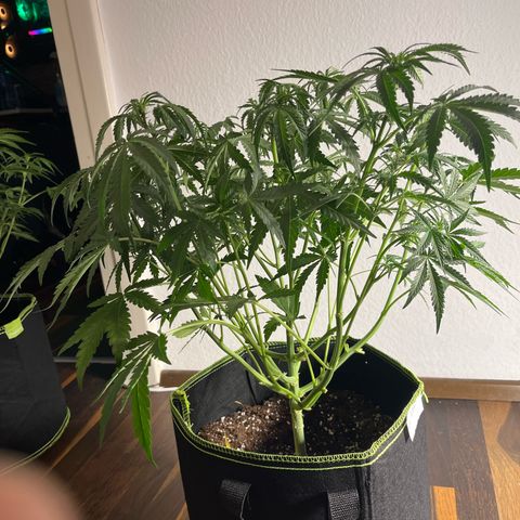 Jabucica growlog timeline photo