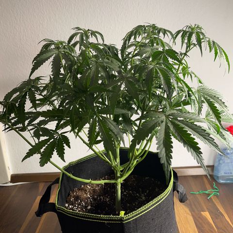 Jabucica growlog timeline photo