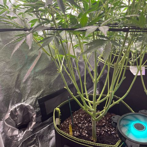 Jabucica growlog timeline photo