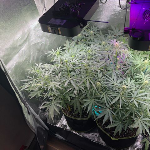 Jabucica growlog timeline photo