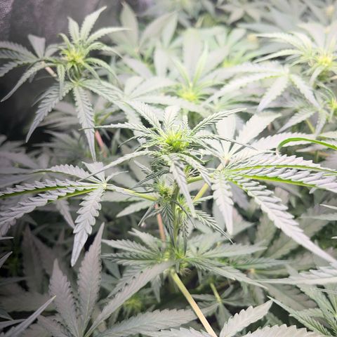 Jabucica growlog timeline photo