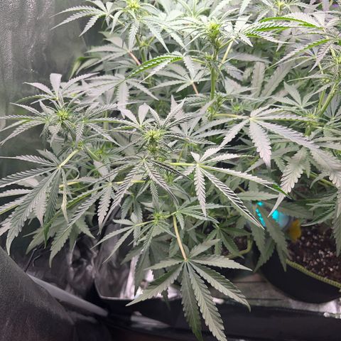 Jabucica growlog timeline photo