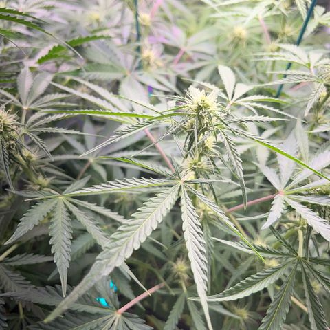Northern light Auto growlog timeline photo