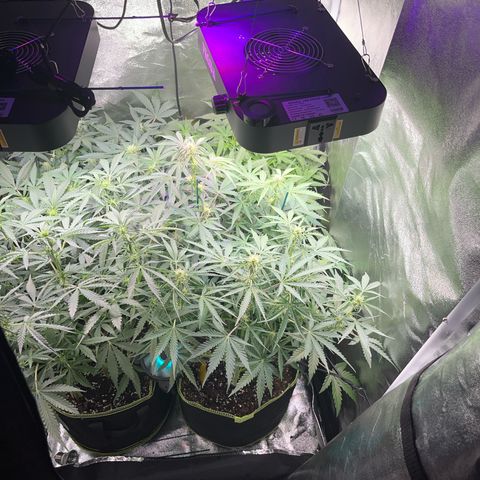 Northern light Auto growlog timeline photo