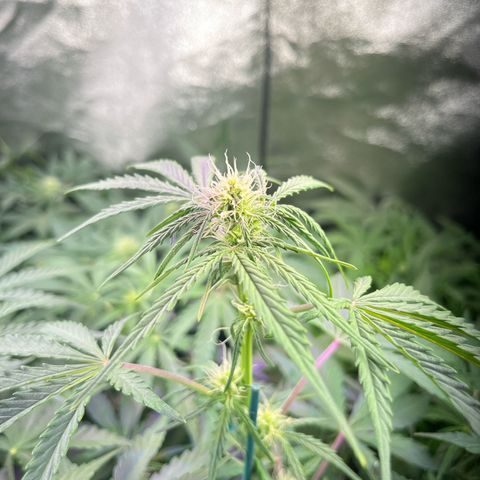 Northern light Auto growlog timeline photo