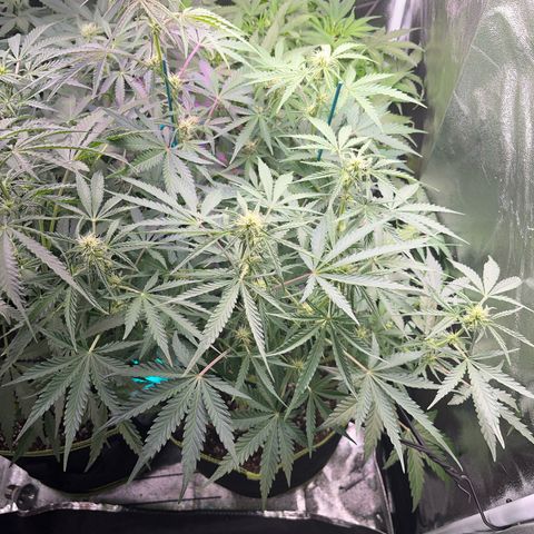 Northern light Auto growlog timeline photo