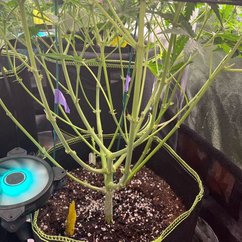 Northern light Auto growlog timeline photo