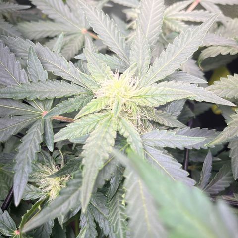 Amnesia growlog timeline photo