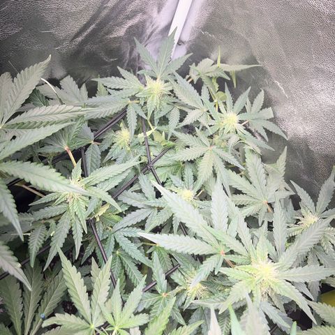 Amnesia growlog timeline photo